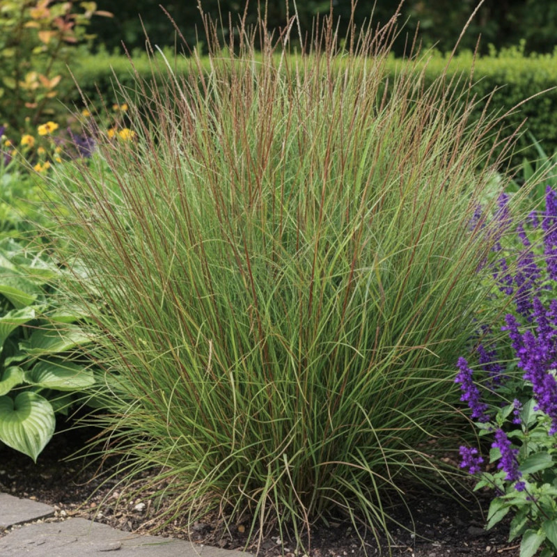 Miscanthus, Roseau de Chine Yaku Jima