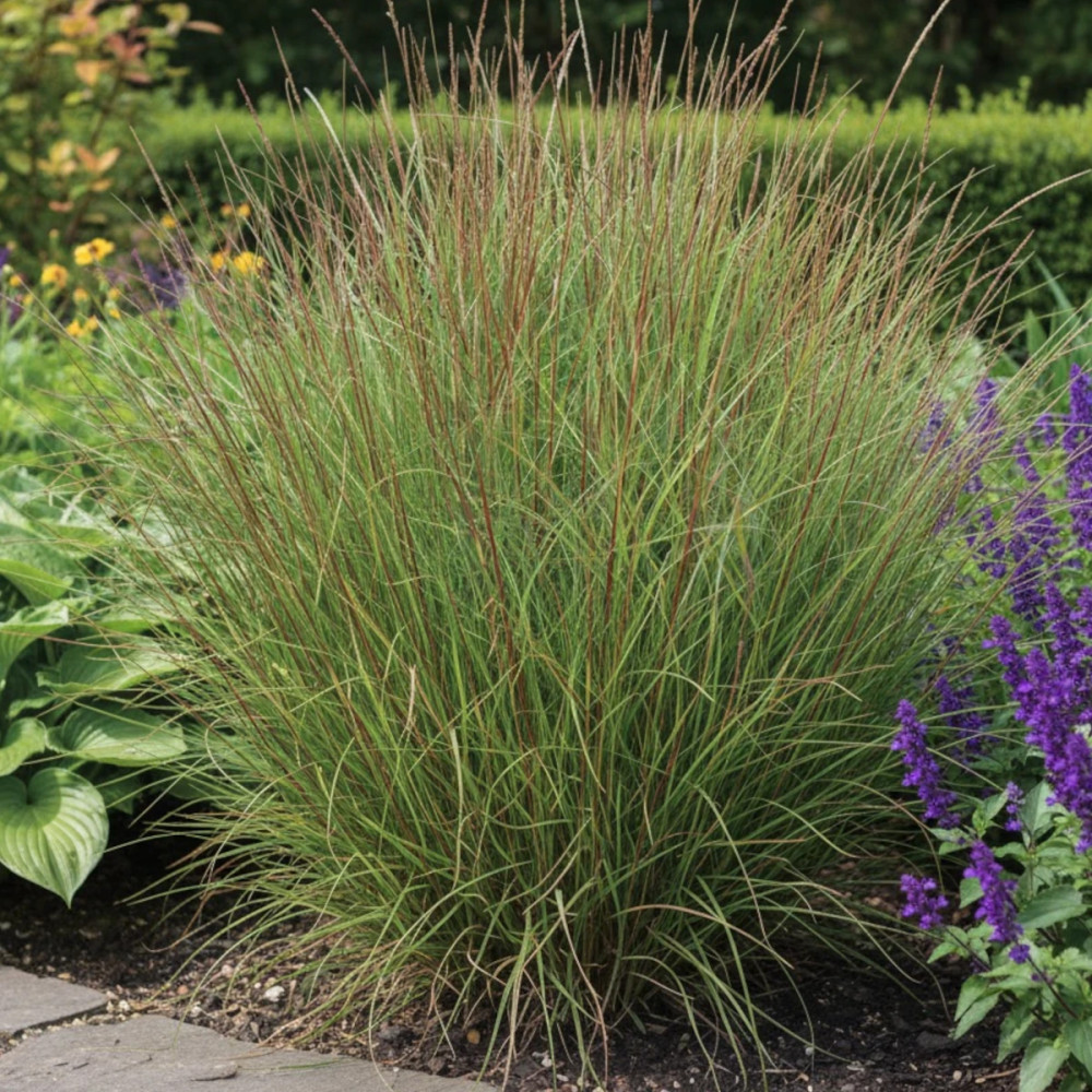 Miscanthus, Roseau de Chine Yaku Jima