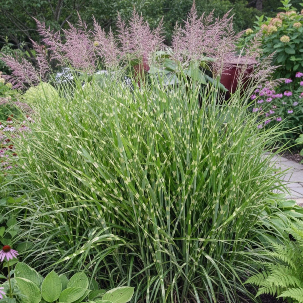 Miscanthus, Roseau de Chine Zebrinus
