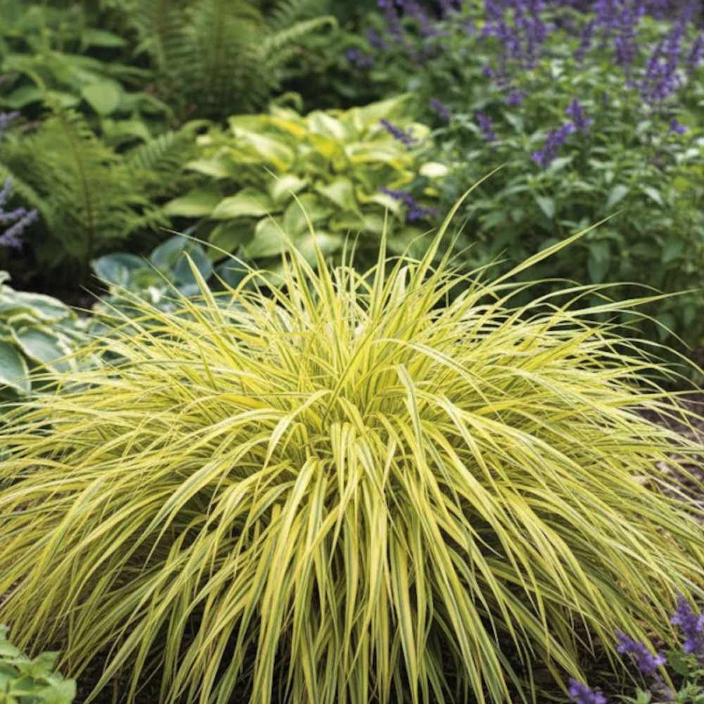 Herbe du Japon, Hakonechloa