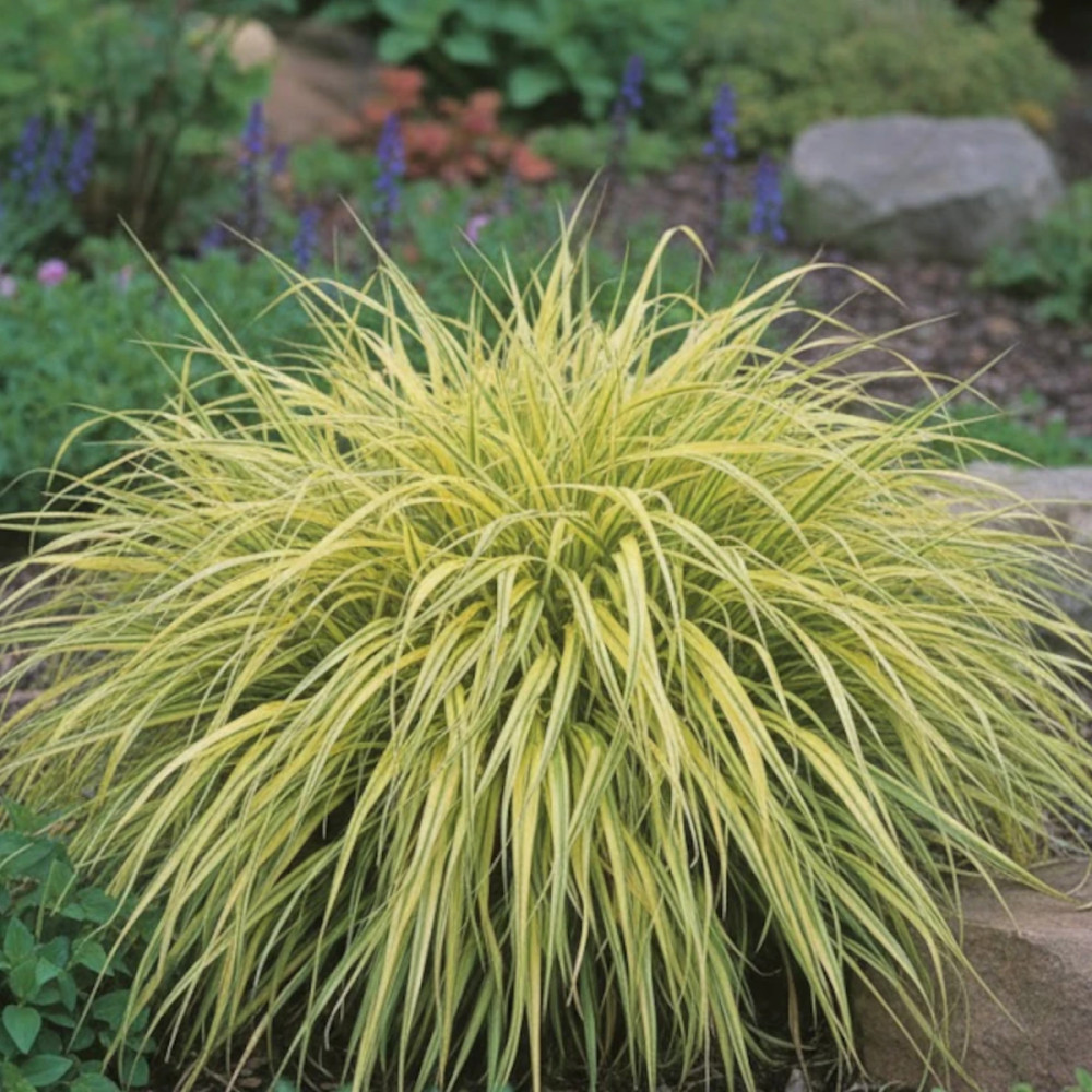 Herbe du Japon, Hakonechloa