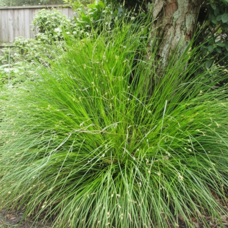 Laîche à épis espacés, Carex