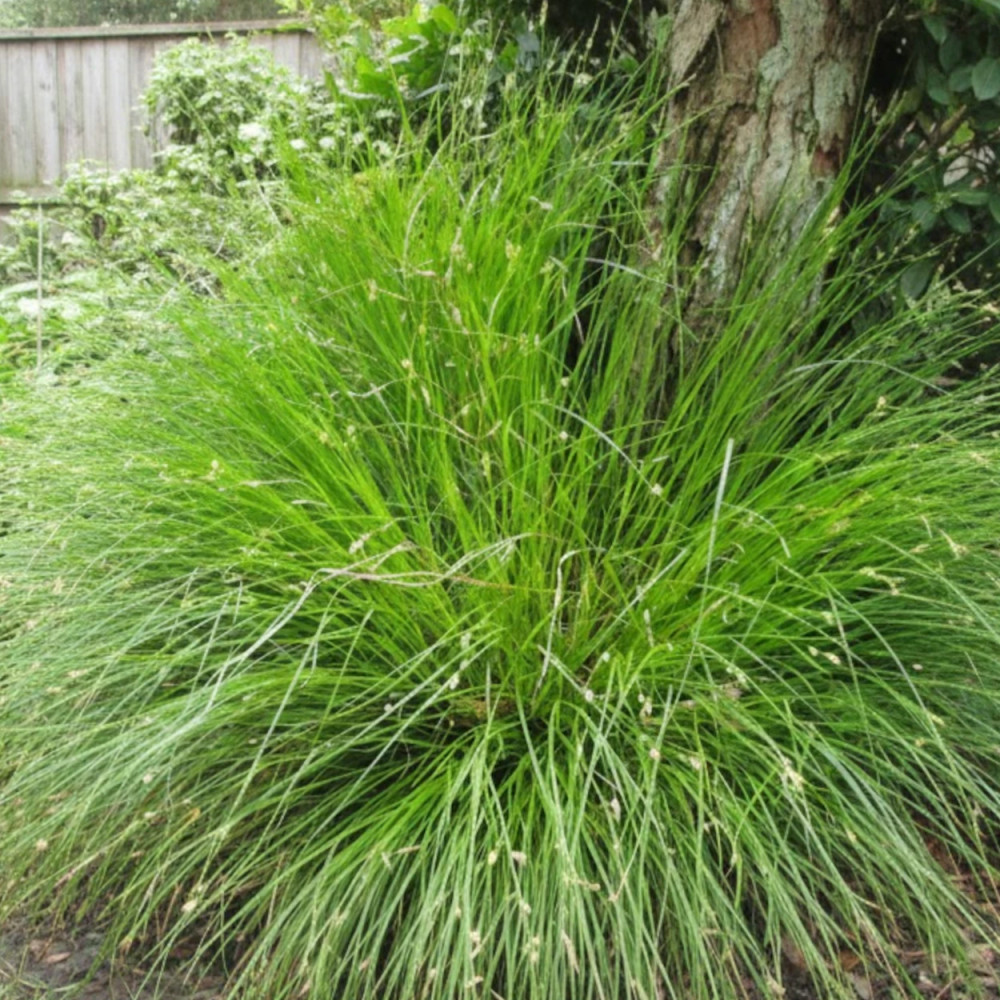 Laîche à épis espacés, Carex