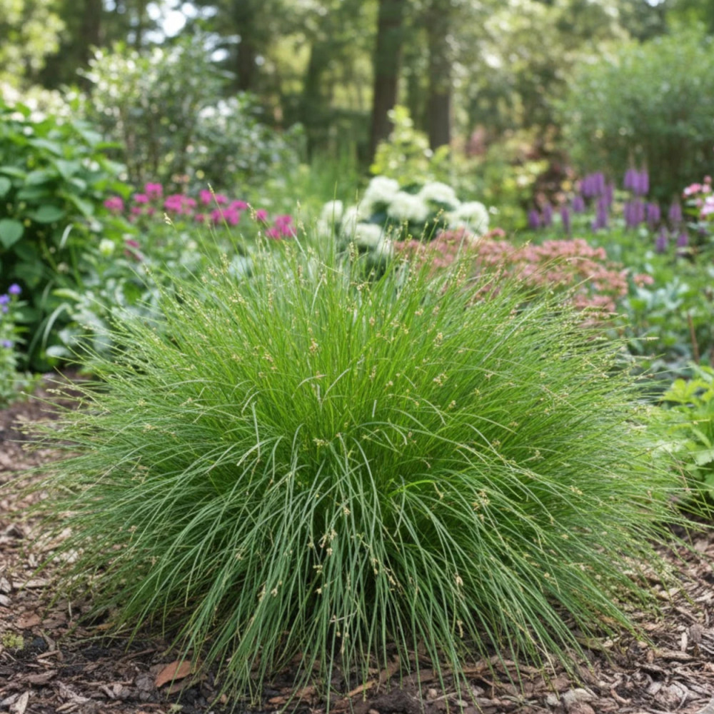 Laîche à épis espacés, Carex