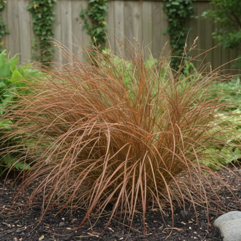 Laîche à tiges minces, Carex Laîche à tiges minces, Carex