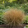 Laîche de Buchanan Bronze Form, Carex