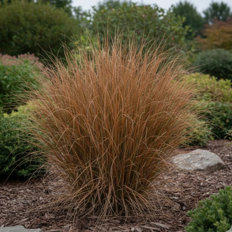 Laîche de Buchanan Bronze Form, Carex