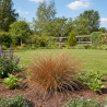 Laîche de Buchanan, Carex