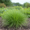 Laîche de pennsylvanie, Carex