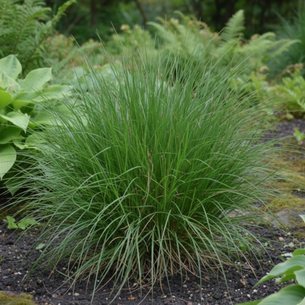 Laîche des ombrages, Carex Laîche des ombrages, Carex