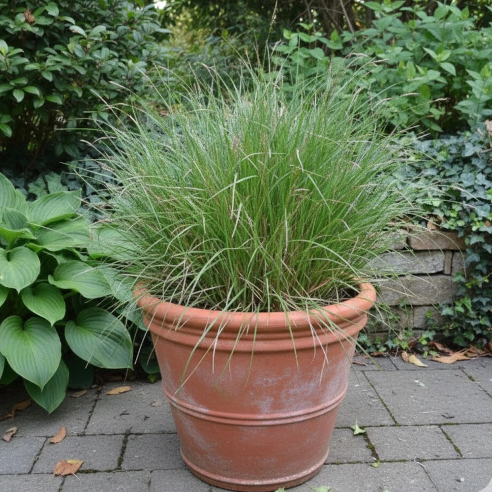 Laîche des ombrages, Carex Laîche des ombrages, Carex