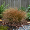 Laîche flagellée, Carex