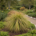Laîche flagellée Kiwi, Carex