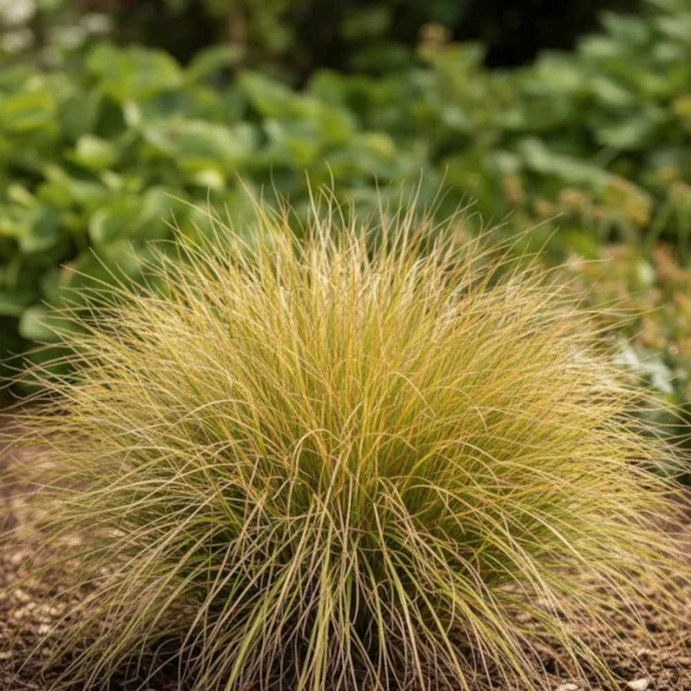 Laîche flagellée Vert Olive, Carex Laîche flagellée Vert Olive, Carex