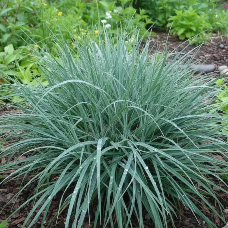 Laîche glauque Blue Zinger, Carex