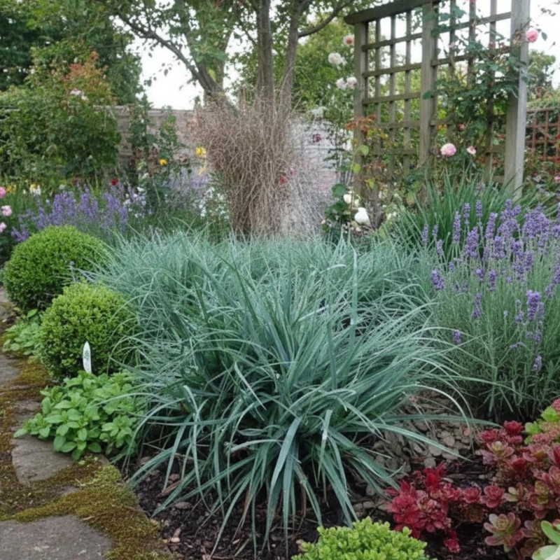 Laîche glauque Blue Zinger, Carex