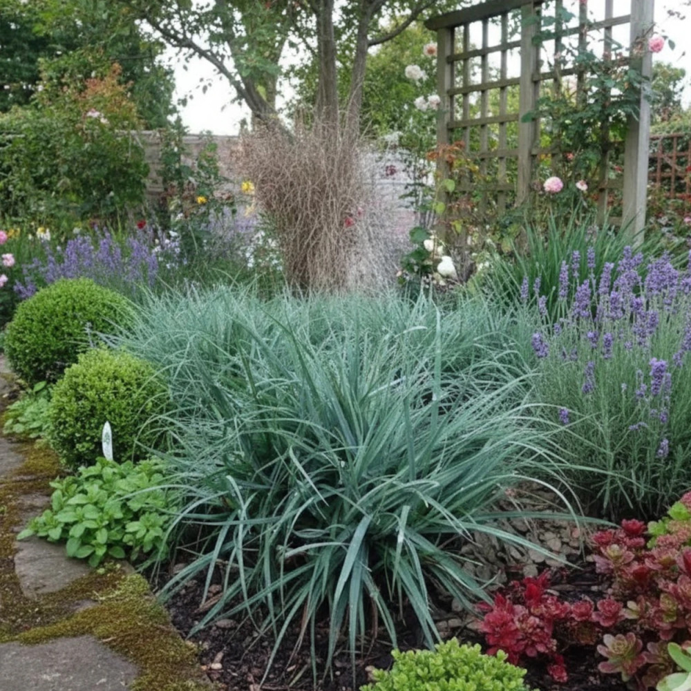 Laîche glauque Blue Zinger, Carex Laîche glauque Blue Zinger, Carex