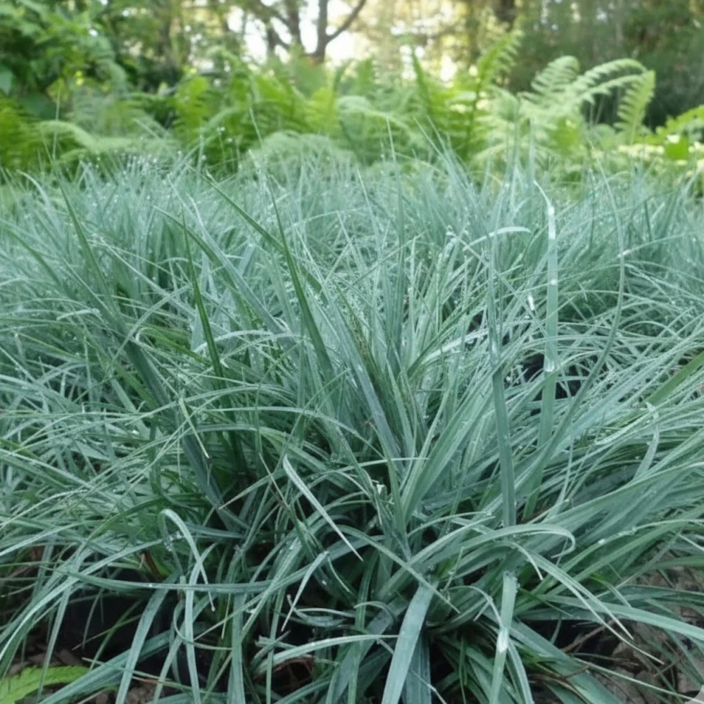 Laîche glauque Blue Zinger, Carex Laîche glauque Blue Zinger, Carex