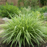 Laîche Irish Green, Carex