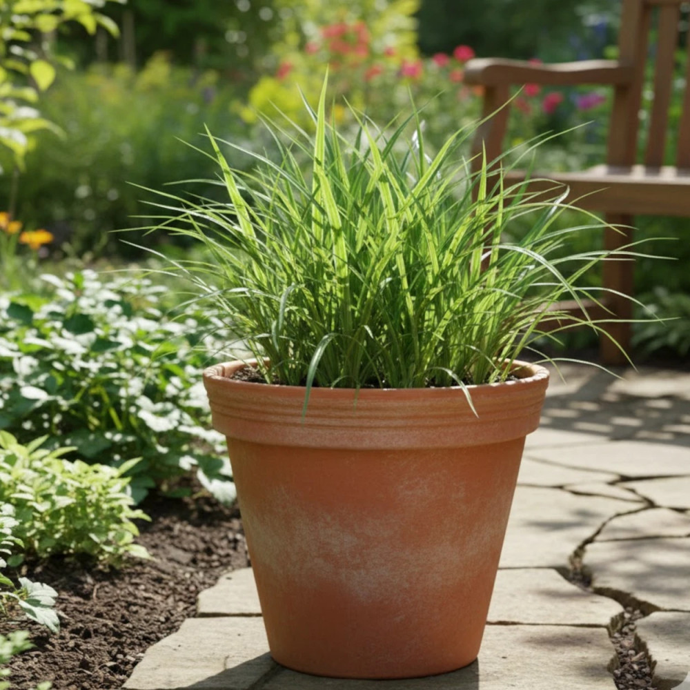Laîche Irish Green, Carex