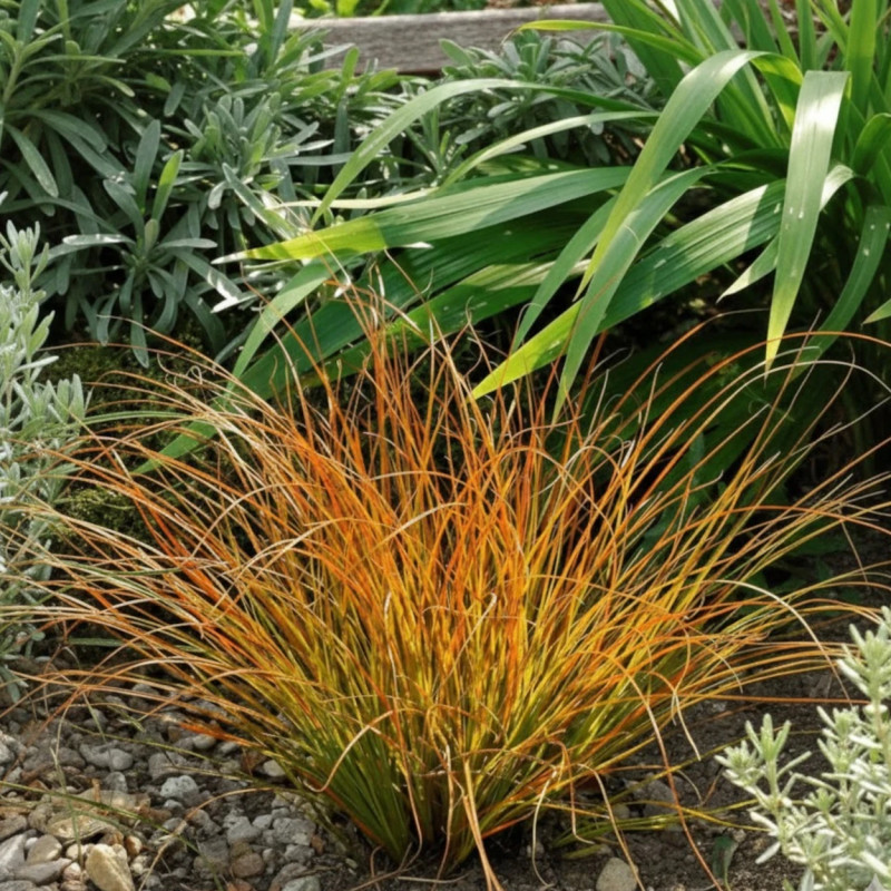 Laîche testacea Prairie Fire, Carex
