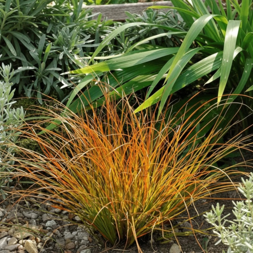 Laîche testacea Prairie Fire, Carex
