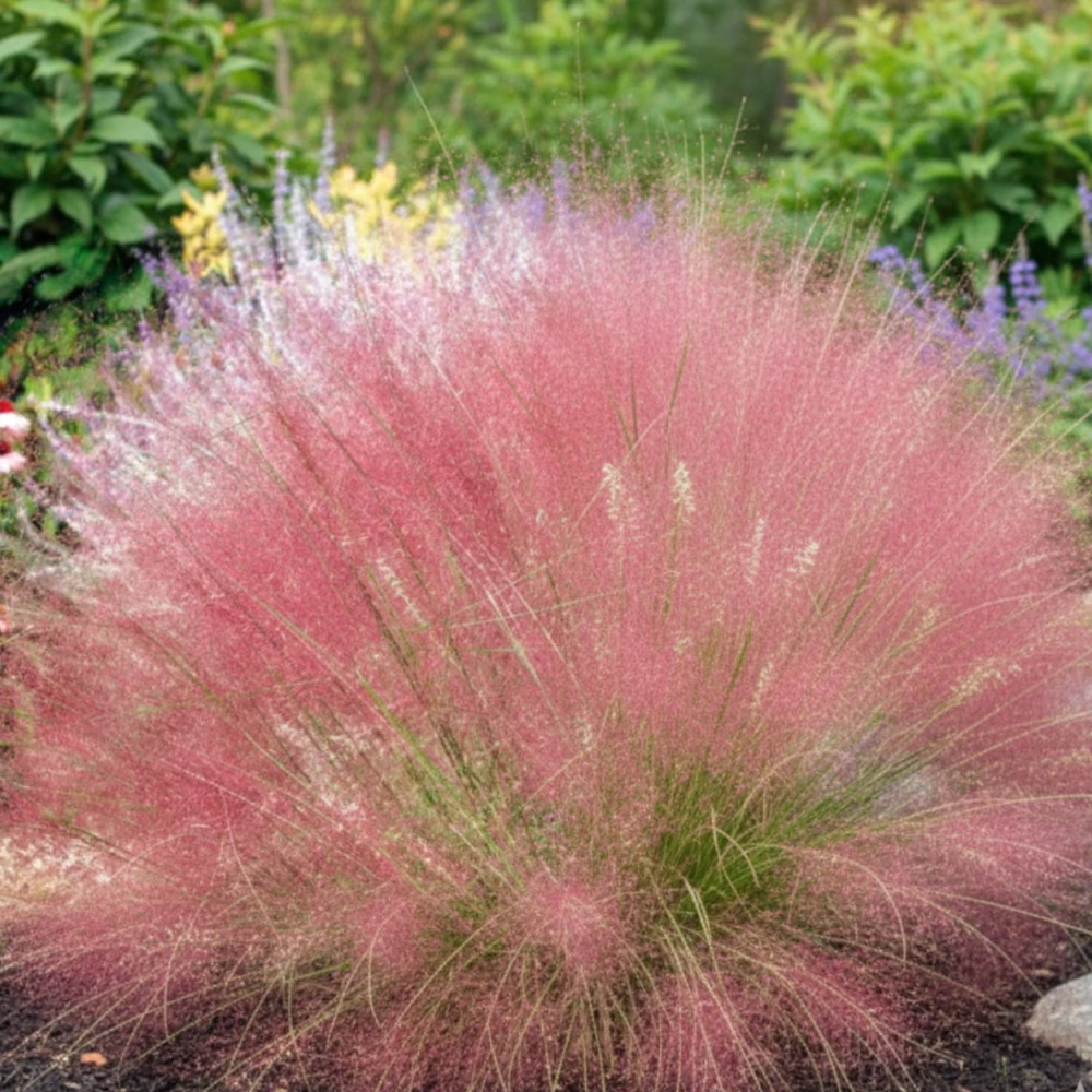 Muhlenbergia capillaris