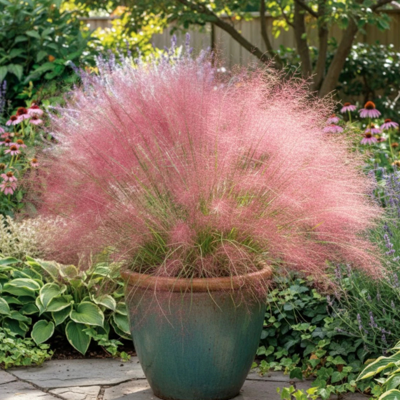 Muhlenbergia capillaris