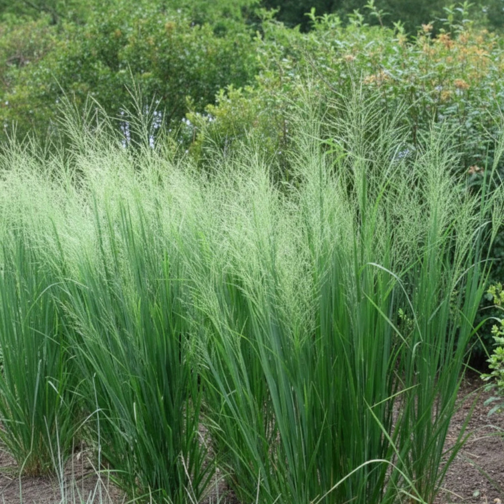 Panic érigé Cloud Nine, Panicum