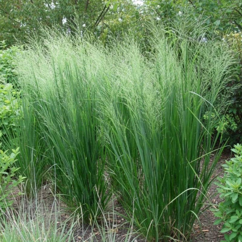 Panic érigé Cloud Nine, Panicum