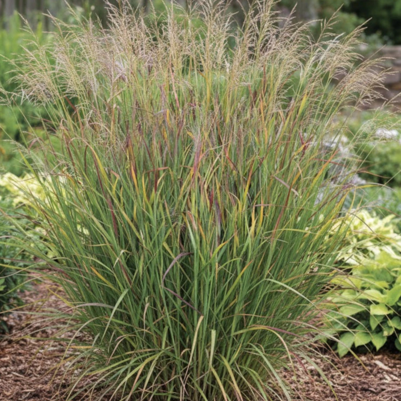 Panic érigé Heiliger Hain, Panicum