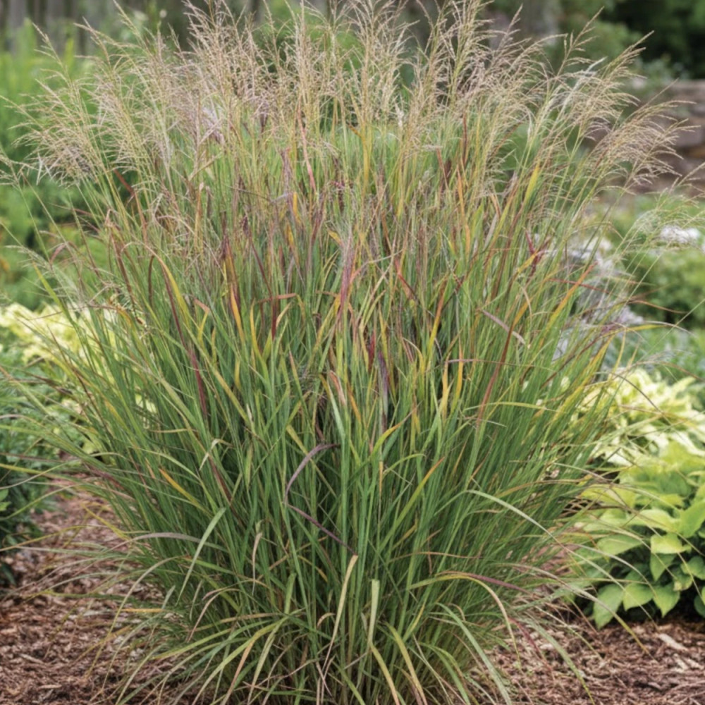 Panic érigé Heiliger Hain, Panicum