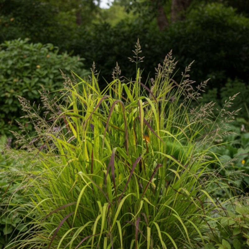 Panic érigé Rotstrahlbusch, Panicum