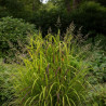 Panic érigé Rotstrahlbusch, Panicum