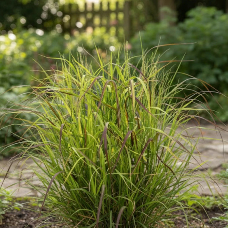 Panic érigé Rotstrahlbusch, Panicum