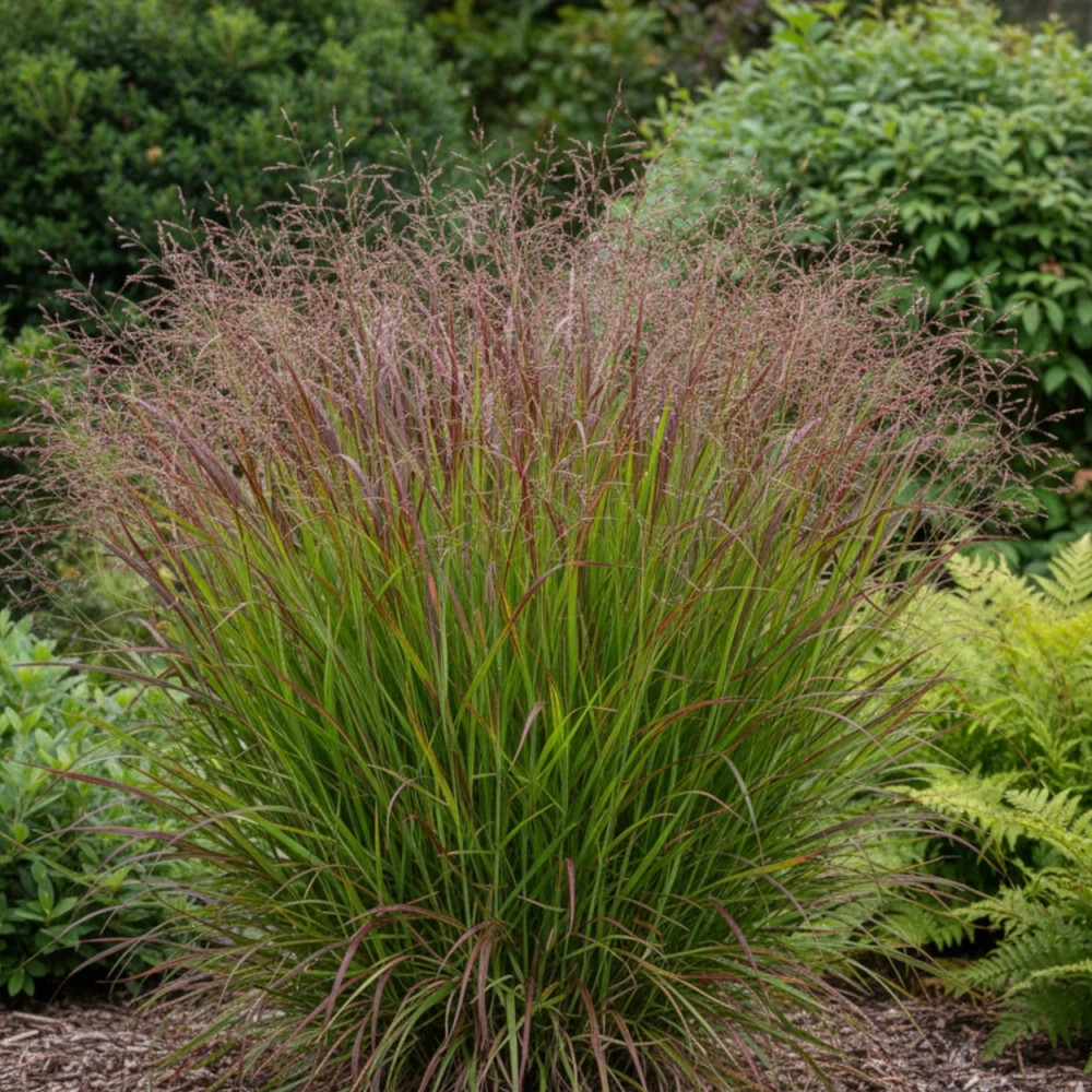 Panic érigé Shenandoah, Panicum