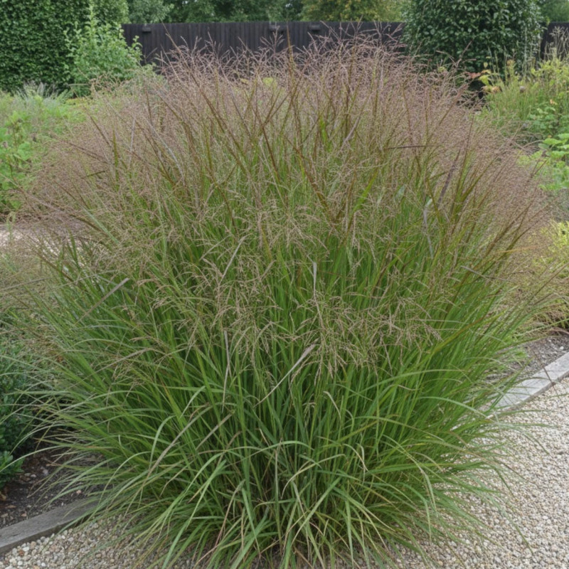 Panic érigé Squaw, Panicum