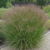 Panic érigé Squaw, Panicum