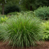 Panic érigé Warrior, Panicum
