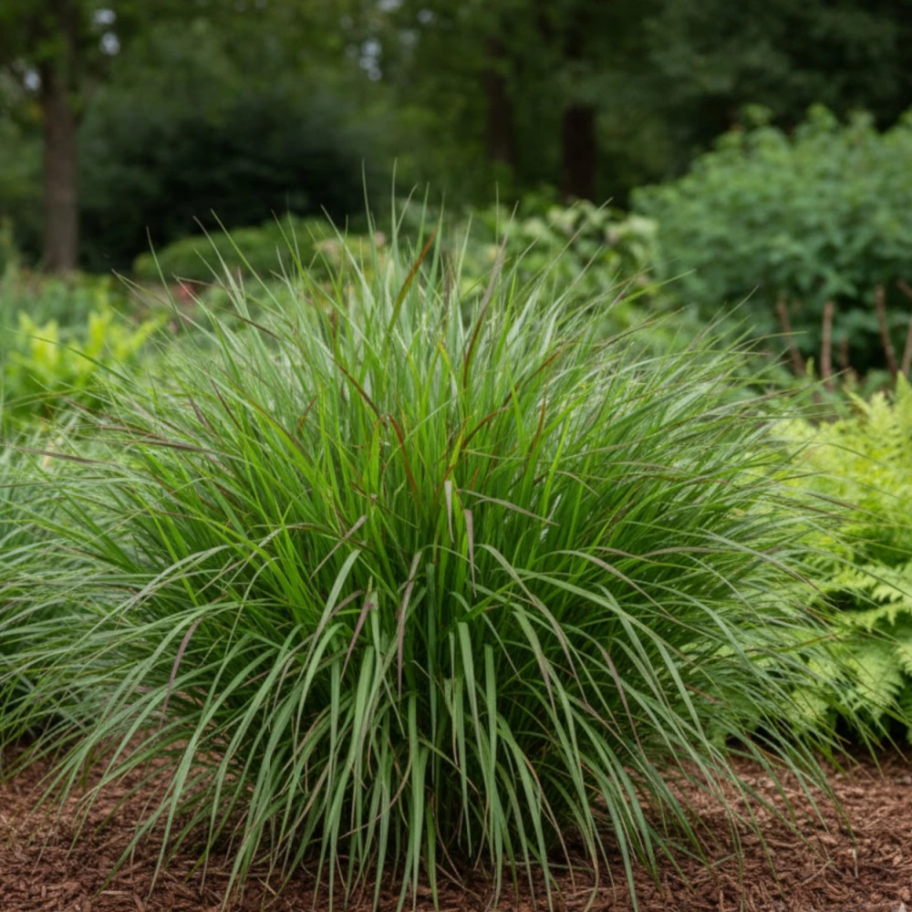 Panic érigé Warrior, Panicum