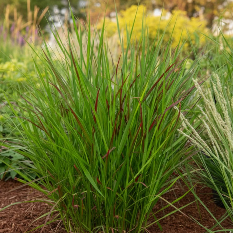 Panic érigé Warrior, Panicum