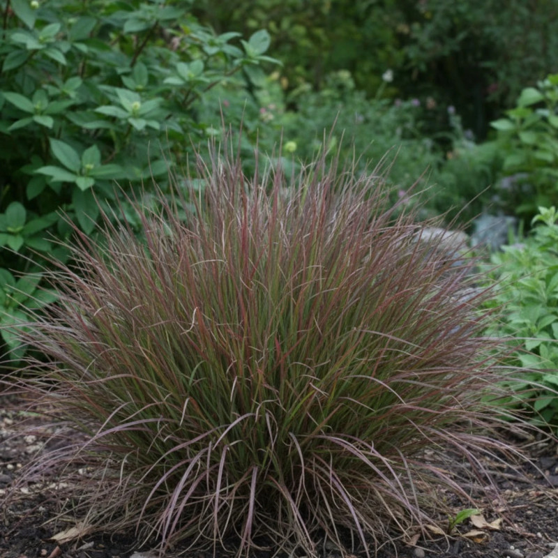 Schizachyrium Chameleon