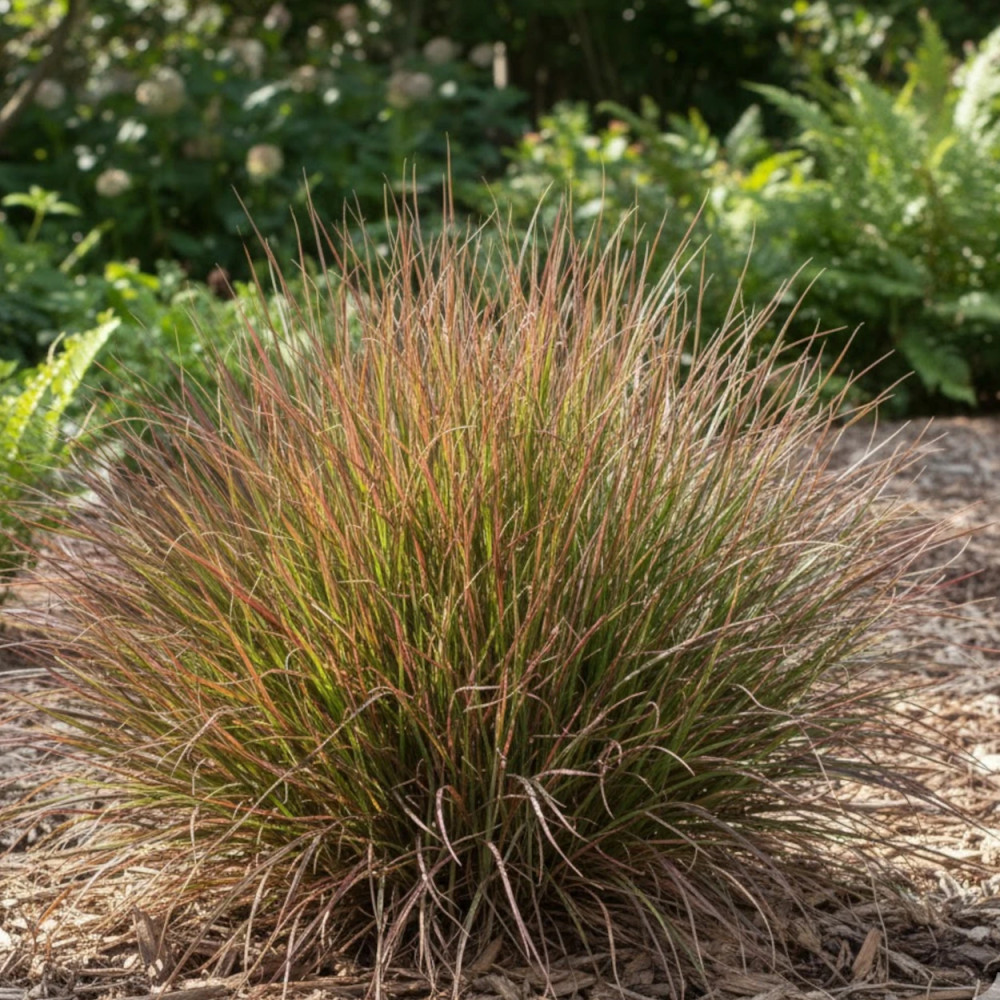 Schizachyrium Chameleon