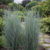 Schizachyrium Prairies Blues