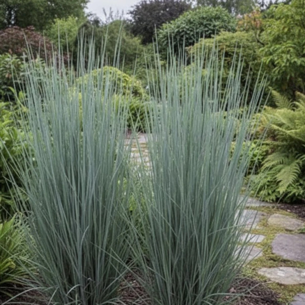 Schizachyrium Prairies Blues