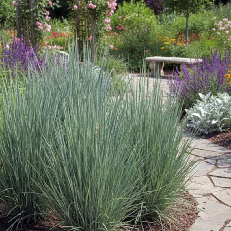 Schizachyrium Prairies Blues
