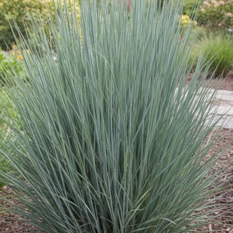 Schizachyrium Prairies Blues