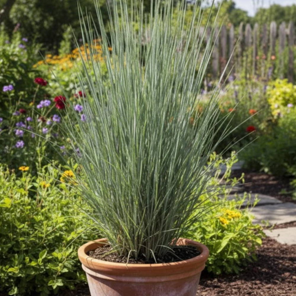 Schizachyrium Prairies Blues