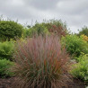 Schizachyrium Standing Ovation