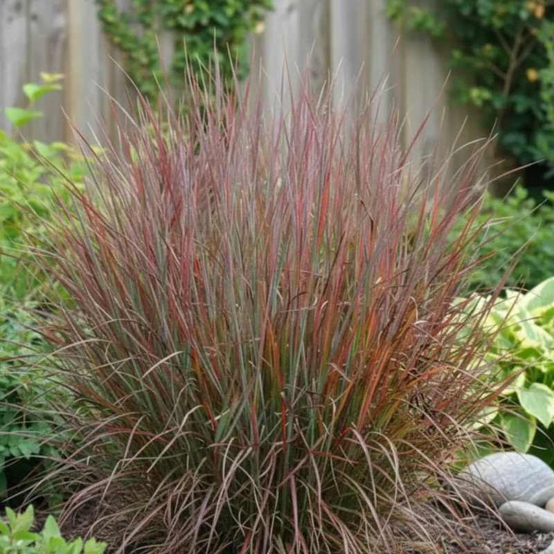 Schizachyrium Standing Ovation